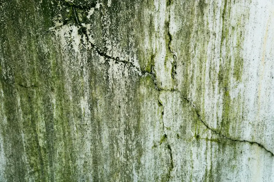 Our Story: Dedicated to Mold-Free Living in Charleston, SC